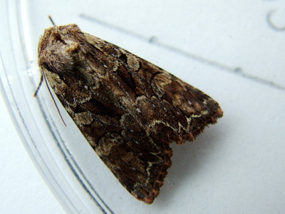 Pale-shouldered Brocade